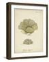 Ecru Coral V-Johann Esper-Framed Art Print