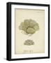 Ecru Coral V-Johann Esper-Framed Art Print