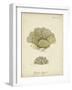 Ecru Coral V-Johann Esper-Framed Art Print