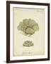 Ecru Coral V-Johann Esper-Framed Art Print