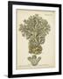 Ecru Coral VI-Johann Esper-Framed Art Print