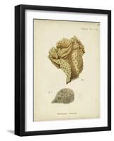 Ecru Coral VII-Johann Esper-Framed Art Print