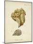 Ecru Coral VII-Johann Esper-Mounted Art Print