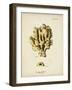 Ecru Coral X-Johann Esper-Framed Art Print