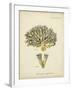 Ecru Coral XI-Johann Esper-Framed Art Print