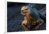 Ecuador, Fernandina Island, Espinosa Point. Marine iguana portrait.-Yuri Choufour-Framed Photographic Print