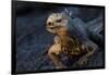 Ecuador, Fernandina Island, Espinosa Point. Marine iguana portrait.-Yuri Choufour-Framed Photographic Print