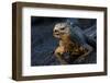 Ecuador, Fernandina Island, Espinosa Point. Marine iguana portrait.-Yuri Choufour-Framed Photographic Print