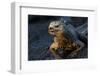 Ecuador, Fernandina Island, Espinosa Point. Marine iguana portrait.-Yuri Choufour-Framed Photographic Print