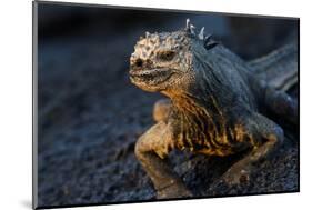 Ecuador, Fernandina Island, Espinosa Point. Marine iguana portrait.-Yuri Choufour-Mounted Photographic Print