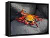 Ecuador, Galapagos, a Brightly Coloured Sally Lightfoot Crab Skips over the Dark Rocks-Niels Van Gijn-Framed Stretched Canvas