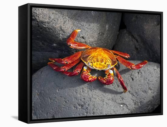 Ecuador, Galapagos, a Brightly Coloured Sally Lightfoot Crab Skips over the Dark Rocks-Niels Van Gijn-Framed Stretched Canvas