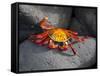 Ecuador, Galapagos, a Brightly Coloured Sally Lightfoot Crab Skips over the Dark Rocks-Niels Van Gijn-Framed Stretched Canvas