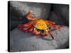 Ecuador, Galapagos, a Brightly Coloured Sally Lightfoot Crab Skips over the Dark Rocks-Niels Van Gijn-Stretched Canvas