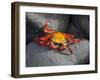 Ecuador, Galapagos, a Brightly Coloured Sally Lightfoot Crab Skips over the Dark Rocks-Niels Van Gijn-Framed Photographic Print