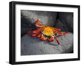 Ecuador, Galapagos, a Brightly Coloured Sally Lightfoot Crab Skips over the Dark Rocks-Niels Van Gijn-Framed Photographic Print