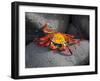 Ecuador, Galapagos, a Brightly Coloured Sally Lightfoot Crab Skips over the Dark Rocks-Niels Van Gijn-Framed Photographic Print