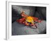 Ecuador, Galapagos, a Brightly Coloured Sally Lightfoot Crab Skips over the Dark Rocks-Niels Van Gijn-Framed Photographic Print