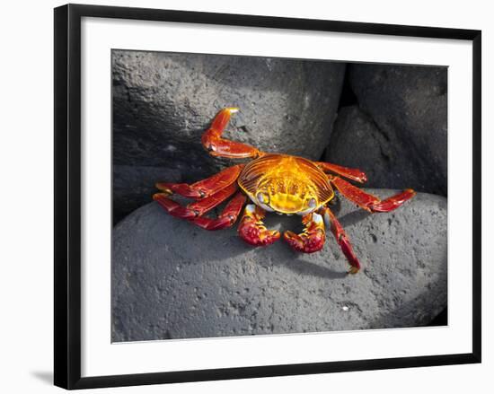 Ecuador, Galapagos, a Brightly Coloured Sally Lightfoot Crab Skips over the Dark Rocks-Niels Van Gijn-Framed Photographic Print