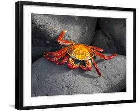 Ecuador, Galapagos, a Brightly Coloured Sally Lightfoot Crab Skips over the Dark Rocks-Niels Van Gijn-Framed Photographic Print