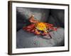 Ecuador, Galapagos, a Brightly Coloured Sally Lightfoot Crab Skips over the Dark Rocks-Niels Van Gijn-Framed Photographic Print