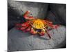 Ecuador, Galapagos, a Brightly Coloured Sally Lightfoot Crab Skips over the Dark Rocks-Niels Van Gijn-Mounted Photographic Print