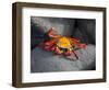 Ecuador, Galapagos, a Brightly Coloured Sally Lightfoot Crab Skips over the Dark Rocks-Niels Van Gijn-Framed Photographic Print