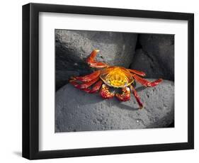 Ecuador, Galapagos, a Brightly Coloured Sally Lightfoot Crab Skips over the Dark Rocks-Niels Van Gijn-Framed Photographic Print