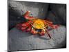 Ecuador, Galapagos, a Brightly Coloured Sally Lightfoot Crab Skips over the Dark Rocks-Niels Van Gijn-Mounted Photographic Print