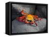 Ecuador, Galapagos, a Brightly Coloured Sally Lightfoot Crab Skips over the Dark Rocks-Niels Van Gijn-Framed Stretched Canvas