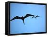 Ecuador, Galapagos, a Male and Female Frigate Bird Soar Overhead-Niels Van Gijn-Framed Stretched Canvas