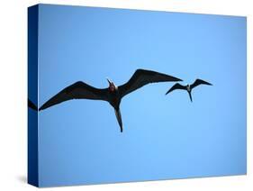 Ecuador, Galapagos, a Male and Female Frigate Bird Soar Overhead-Niels Van Gijn-Stretched Canvas