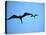 Ecuador, Galapagos, a Male and Female Frigate Bird Soar Overhead-Niels Van Gijn-Stretched Canvas