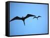 Ecuador, Galapagos, a Male and Female Frigate Bird Soar Overhead-Niels Van Gijn-Framed Stretched Canvas