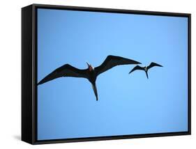 Ecuador, Galapagos, a Male and Female Frigate Bird Soar Overhead-Niels Van Gijn-Framed Stretched Canvas