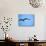 Ecuador, Galapagos, a Male and Female Frigate Bird Soar Overhead-Niels Van Gijn-Stretched Canvas displayed on a wall