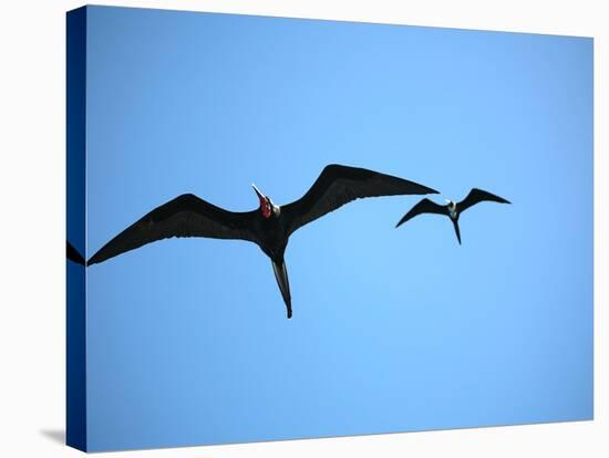 Ecuador, Galapagos, a Male and Female Frigate Bird Soar Overhead-Niels Van Gijn-Stretched Canvas