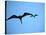 Ecuador, Galapagos, a Male and Female Frigate Bird Soar Overhead-Niels Van Gijn-Stretched Canvas