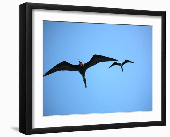 Ecuador, Galapagos, a Male and Female Frigate Bird Soar Overhead-Niels Van Gijn-Framed Photographic Print