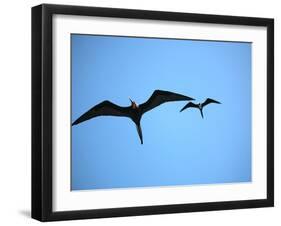 Ecuador, Galapagos, a Male and Female Frigate Bird Soar Overhead-Niels Van Gijn-Framed Photographic Print