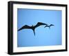 Ecuador, Galapagos, a Male and Female Frigate Bird Soar Overhead-Niels Van Gijn-Framed Photographic Print