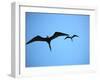 Ecuador, Galapagos, a Male and Female Frigate Bird Soar Overhead-Niels Van Gijn-Framed Photographic Print