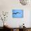 Ecuador, Galapagos, a Male and Female Frigate Bird Soar Overhead-Niels Van Gijn-Photographic Print displayed on a wall