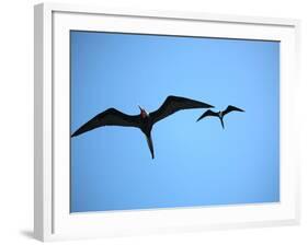 Ecuador, Galapagos, a Male and Female Frigate Bird Soar Overhead-Niels Van Gijn-Framed Photographic Print