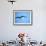 Ecuador, Galapagos, a Male and Female Frigate Bird Soar Overhead-Niels Van Gijn-Framed Photographic Print displayed on a wall