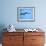 Ecuador, Galapagos, a Male and Female Frigate Bird Soar Overhead-Niels Van Gijn-Framed Photographic Print displayed on a wall