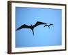 Ecuador, Galapagos, a Male and Female Frigate Bird Soar Overhead-Niels Van Gijn-Framed Photographic Print