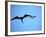 Ecuador, Galapagos, a Male and Female Frigate Bird Soar Overhead-Niels Van Gijn-Framed Photographic Print