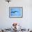 Ecuador, Galapagos, a Male and Female Frigate Bird Soar Overhead-Niels Van Gijn-Framed Photographic Print displayed on a wall