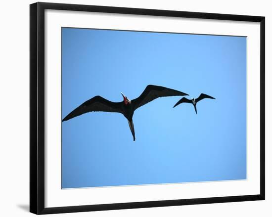 Ecuador, Galapagos, a Male and Female Frigate Bird Soar Overhead-Niels Van Gijn-Framed Photographic Print